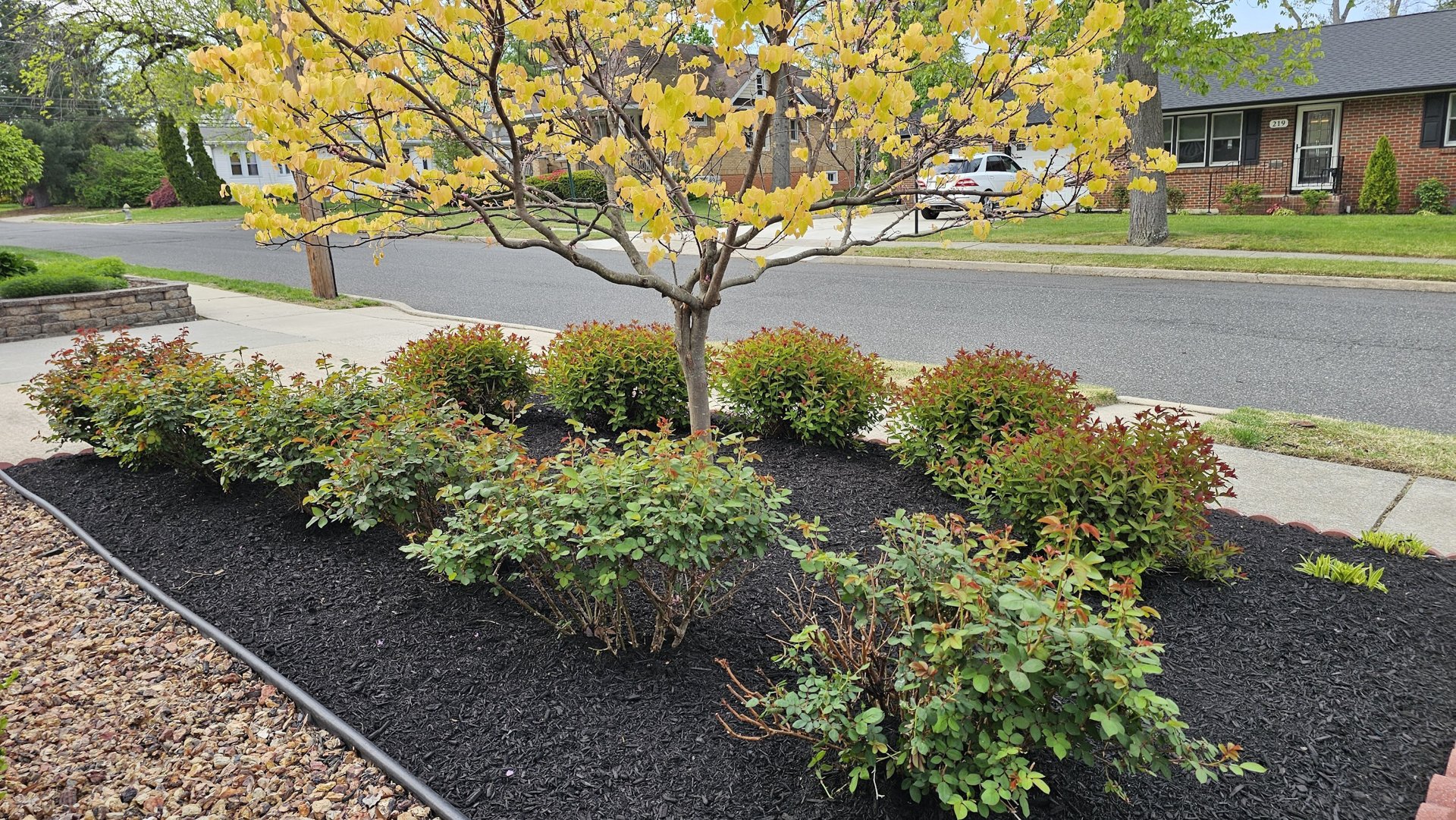 Tree, mulch beds & shrubs
